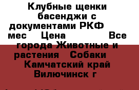 Клубные щенки басенджи с документами РКФ - 2,5 мес. › Цена ­ 20 000 - Все города Животные и растения » Собаки   . Камчатский край,Вилючинск г.